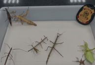 PF apreende animais silvestres comercializados ilegalmente em redes sociais