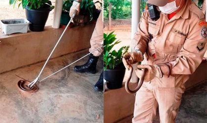 Resgate de animais peçonhentos em residências cresce 72% em MT