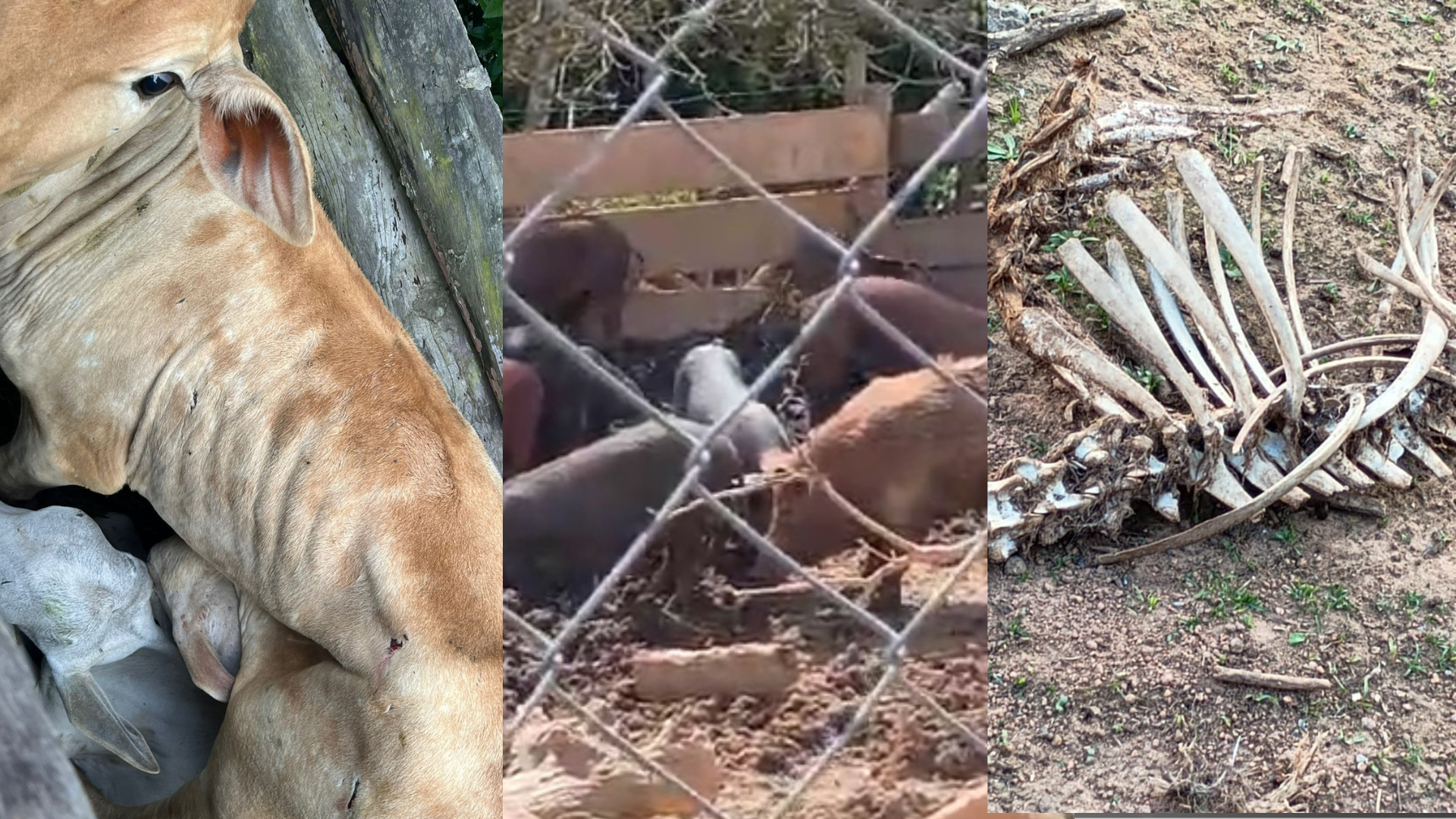 animais resgatados