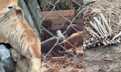 animais resgatados