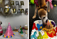 Anitta comemora aniversário do cãozinho Plínio e mostra festa para o pet