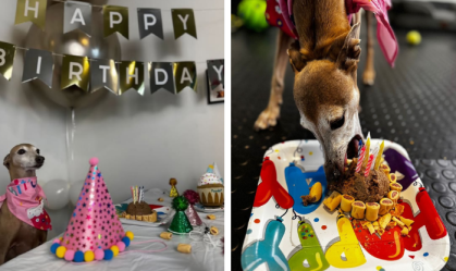 Anitta comemora aniversário do cãozinho Plínio e mostra festa para o pet