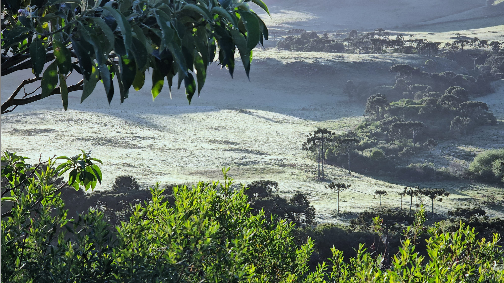 Serra Catarinense amanhece com registros de geada e mínima de 2,5°C; veja fotos