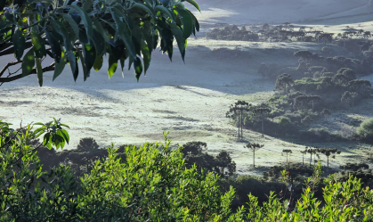 Serra catarinense amanhece com geada e mínima de 2,5°C; veja fotos