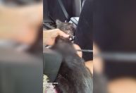 Gato é resgatado com flecha atravessada no corpo em MT