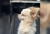 Cachorro furtado há um ano é recuperado pelos donos; veja vídeo