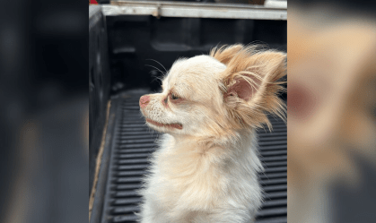 Cachorro furtado há um ano é recuperado pelos donos; veja vídeo