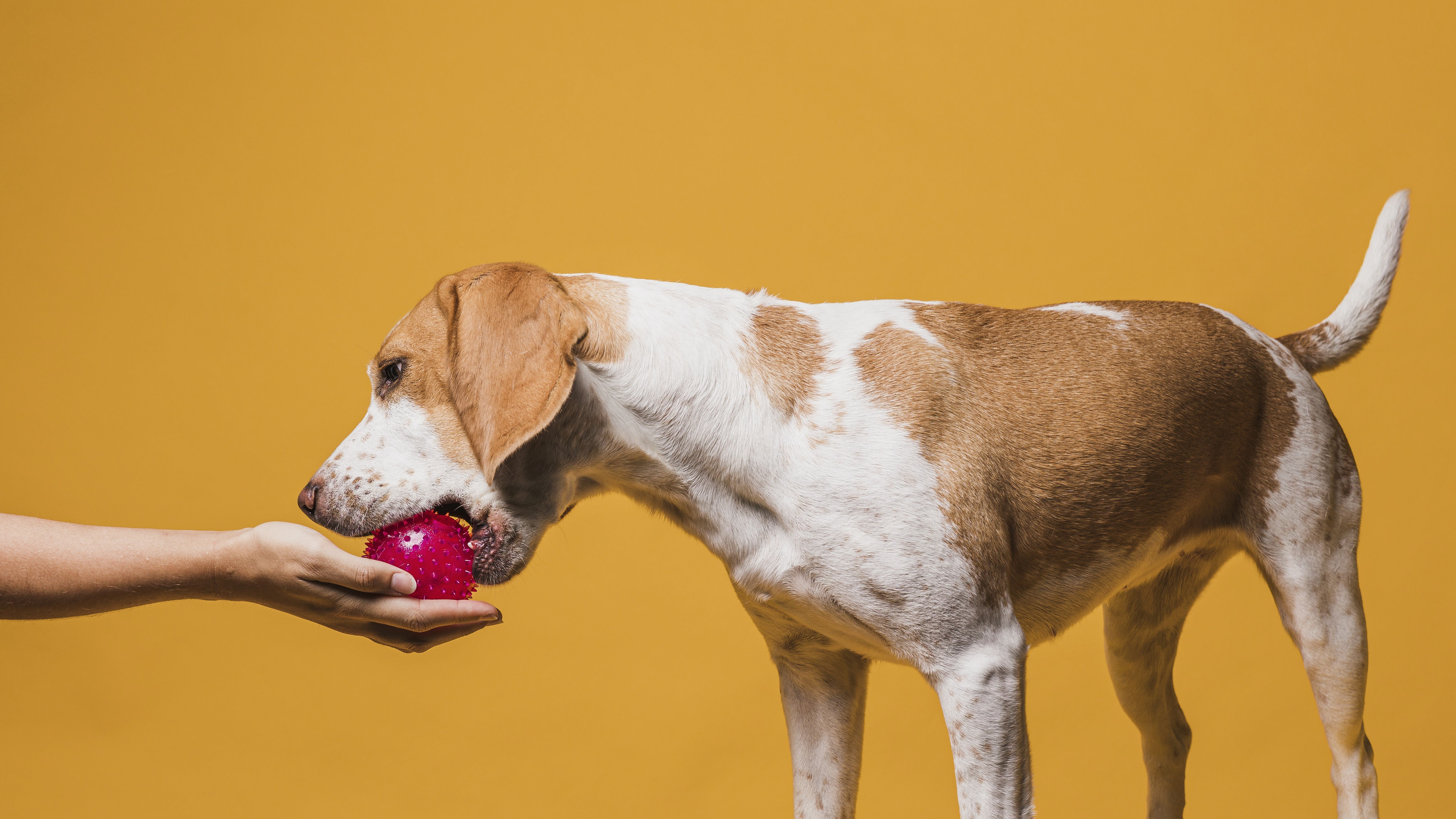 Alimentação natural pode ser mais saudável para cães