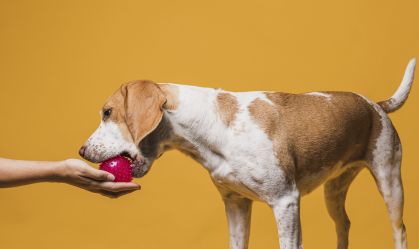 Alimentação natural ou ração: qual a melhor dieta para seu pet?