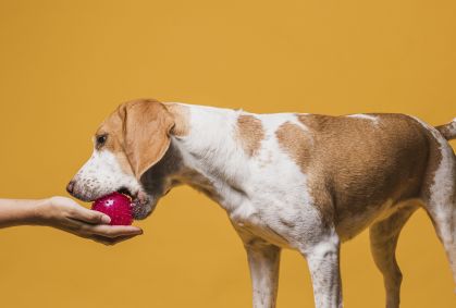 Justiça de SP nega pedido de pensão alimentícia para cachorro de estimação