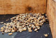 Lista: 7 marcas de cafés são consideradas impróprias para consumo, diz ministério