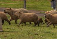 Casos de raiva em capivaras no litoral paulista são alerta para monitorar vírus