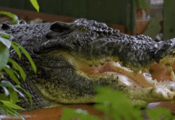Com mais de 100 anos de idade, maior crocodilo cativo do mundo morre na Austrália