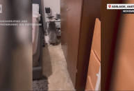 Casal brasileiro se assusta ao chegar em casa na Austrália e encontrar coala