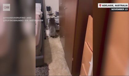 Casal brasileiro se assusta ao chegar em casa na Austrália e encontrar coala
