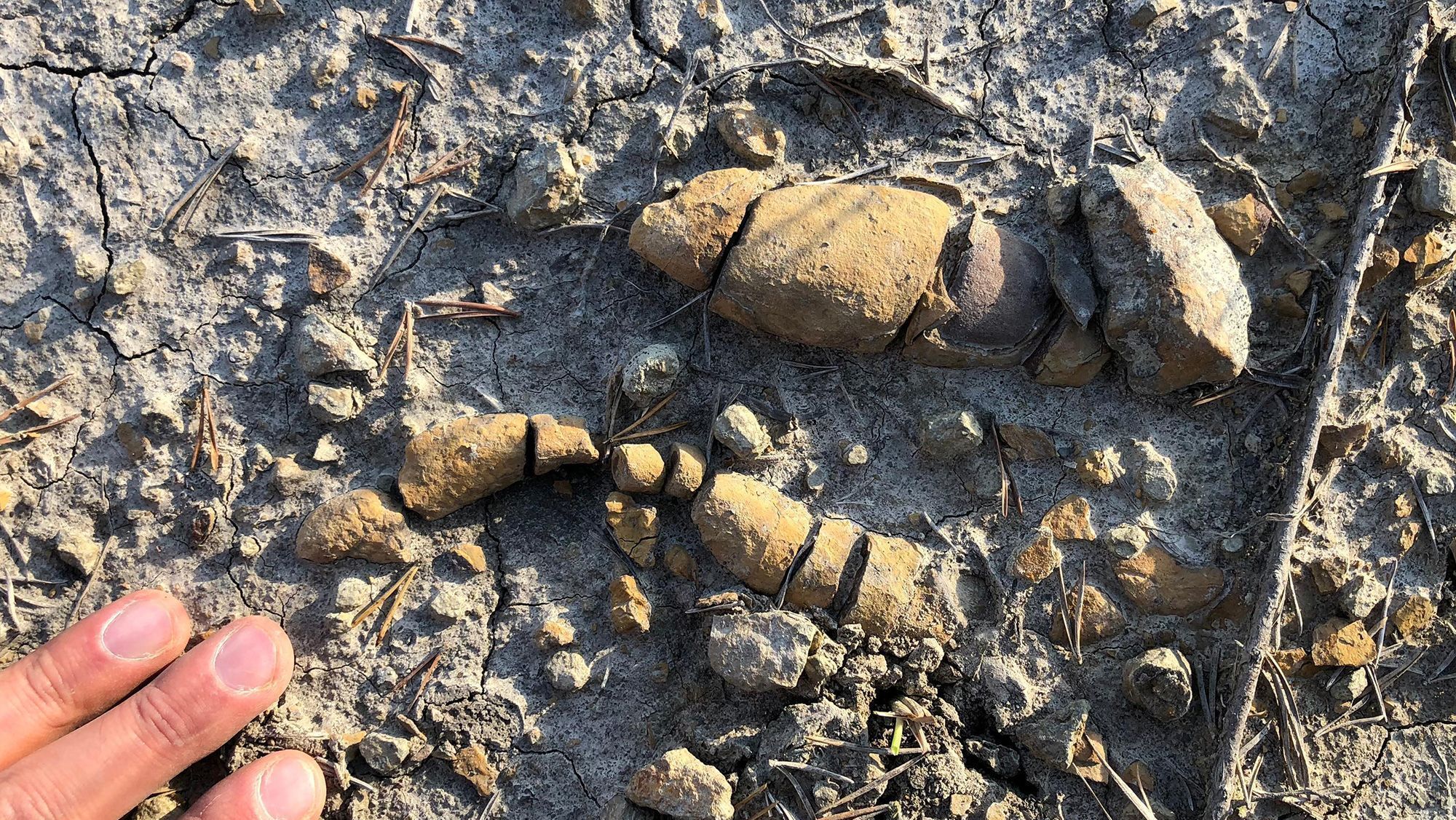 Fezes fossilizadas revelam segredos de como os dinossauros vieram a dominar a Terra