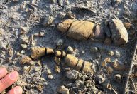 Cocôs e vômitos fossilizados explicam como dinossauros dominaram a Terra