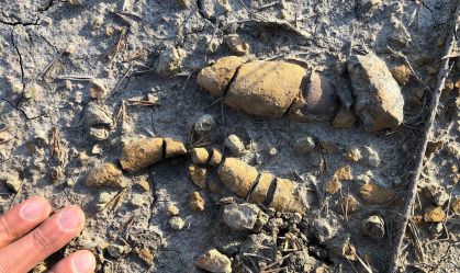 Cocôs e vômitos fossilizados explicam como dinossauros dominaram a Terra