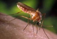 Brasil recebe da OMS certificado de país livre da elefantíase