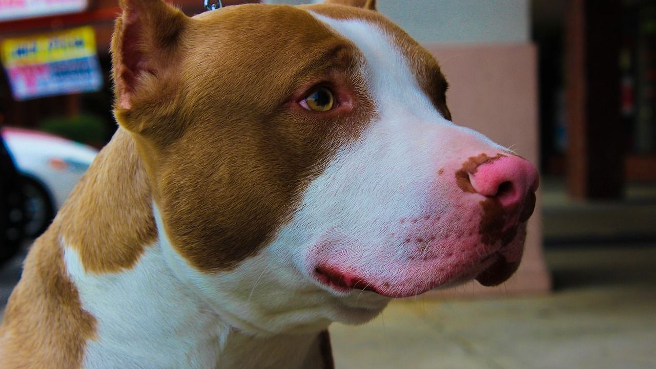 Decreto limita a circulação de pitbulls em locais públicos de SC