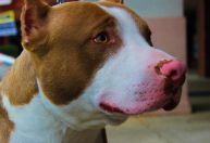 Decreto limita a circulação de pitbulls em locais públicos de SC