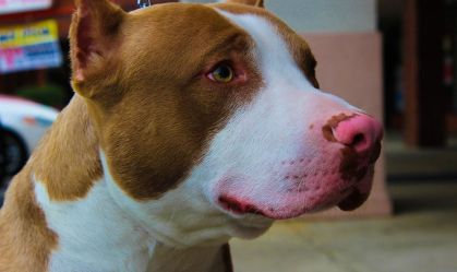 Decreto limita a circulação de pitbulls em locais públicos de SC