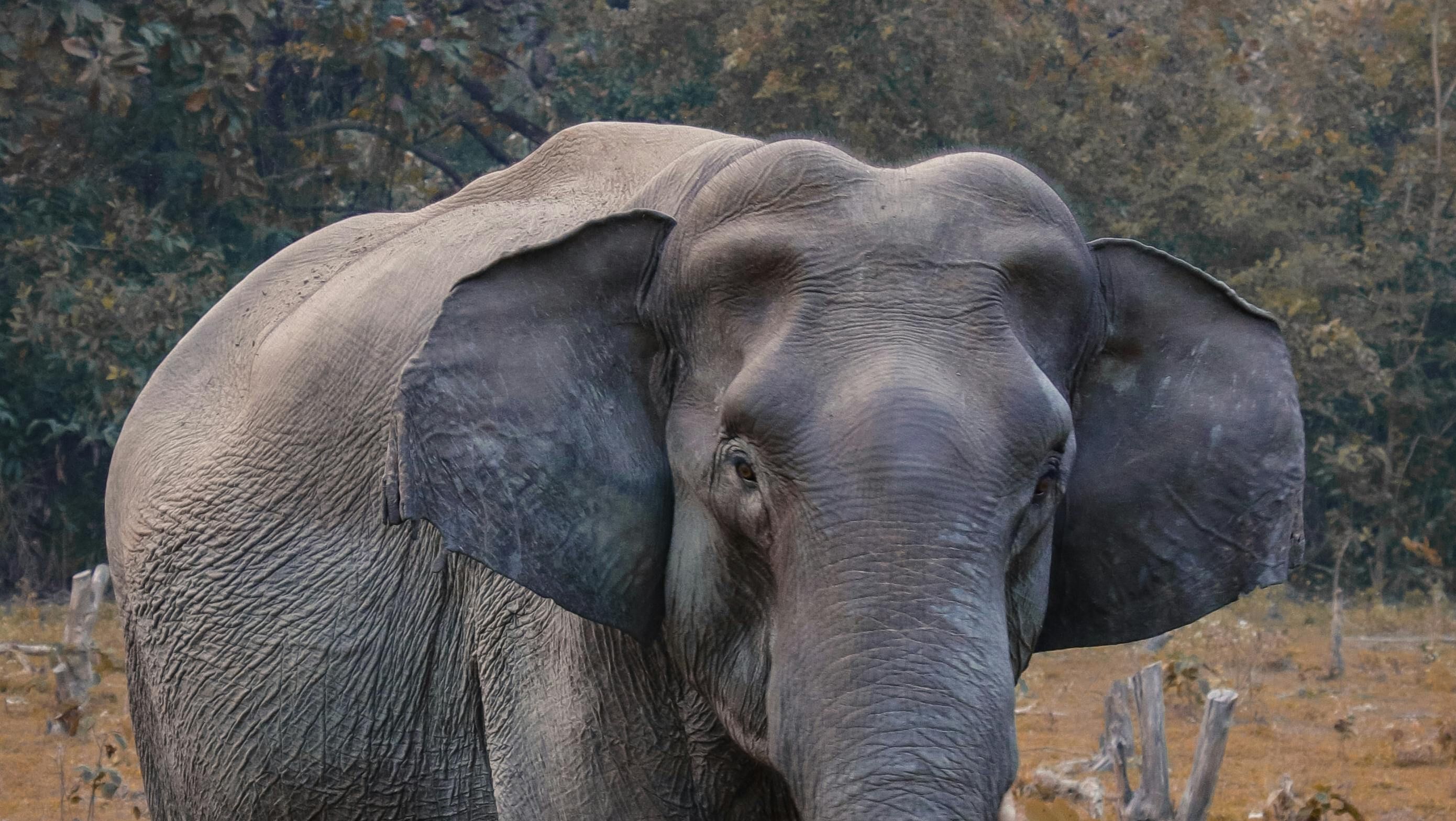 elefante