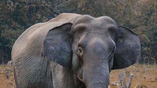 elefante