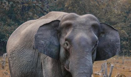 Morte em massa de elefantes na África foi causada por mudanças climáticas, diz estudo