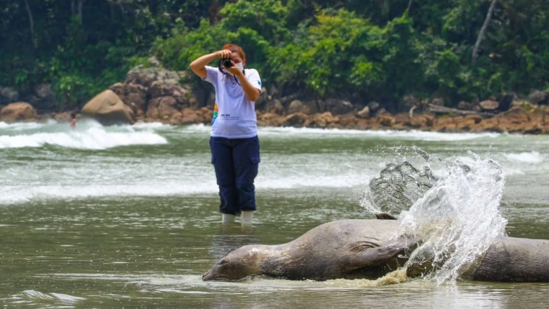 elefante-marinho (7)