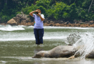 Elefante-marinho retorna ao mar após ficar sete dias encalhada em praia de SP