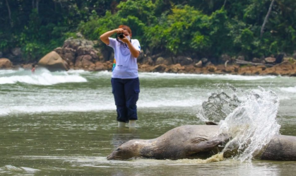 elefante-marinho (7)