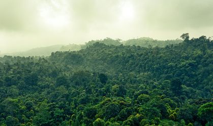 floresta