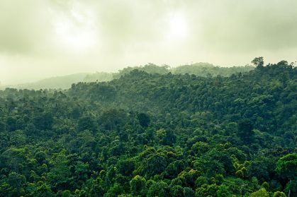 floresta