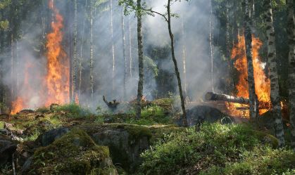 Tecnologia de sensores pode prever incêndios florestais?