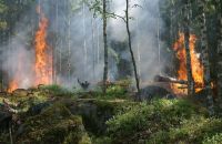 Tecnologia de sensores pode prever incêndios florestais?