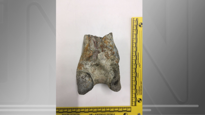 Osso fossilizado da perna de uma "ave do terror" extinta encontrado no Deserto da Tatacoa, na Colômbia