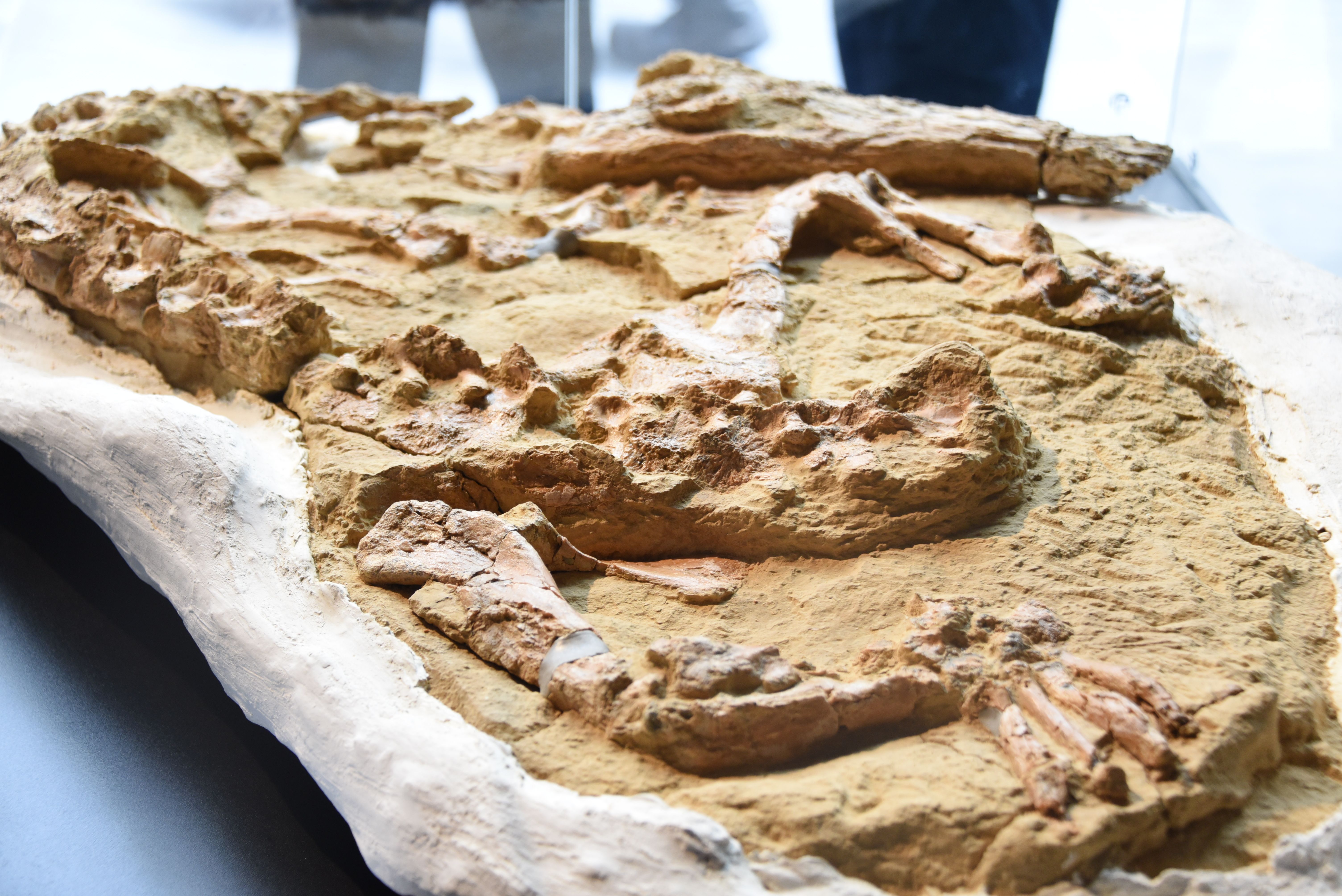 Agora o objetivo da equipe é estudar sobre o fóssil do crocodilo para determinar os processos biológicos, geológicos e ambientais em que foi encontrado