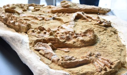 Veja fotos de fóssil de crocodilo que viveu há 10 milhões de anos no Peru