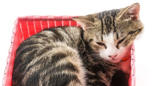 Gatos se adaptam aos recipientes, assim com os líquidos