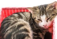 Gatos são líquidos? PhD em física viraliza com estudos que dizem que sim