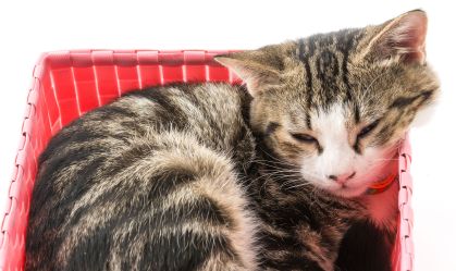 Gatos são líquidos? PhD em física mostra estudos que dizem que sim