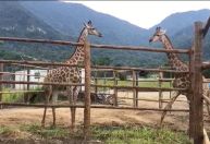 Ibama determina repatriação de girafas importadas pelo Bioparque do Rio
