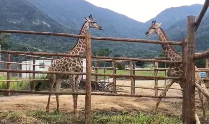 Justiça condena réus em caso de girafas trazidas  da África para o Rio