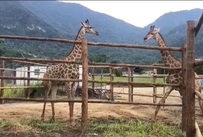 Justiça condena réus em caso de girafas trazidas da África para o Rio