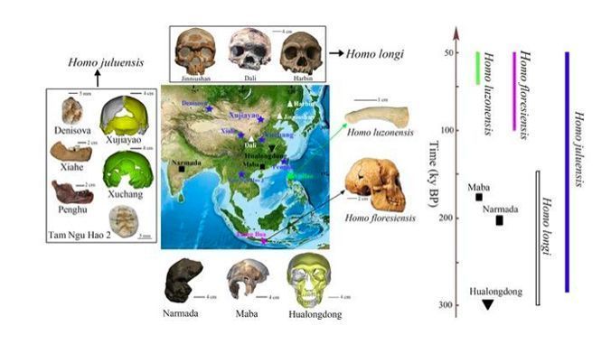 Espécie humana antiga, extinta há 50 mil anos, é descoberta por pesquisador • Reprodução/Nature Communications