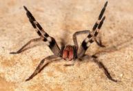 Gel de veneno de aranha causa ereção e rejuvenescimento e é desenvolvido na UFMG