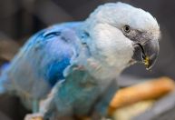 Zoológico de São Paulo inaugura exposição com ararinhas-azuis