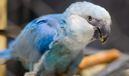 Aranha-azul