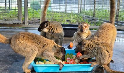 Tailândia vai devolver quase mil animais que foram traficados de Madagascar